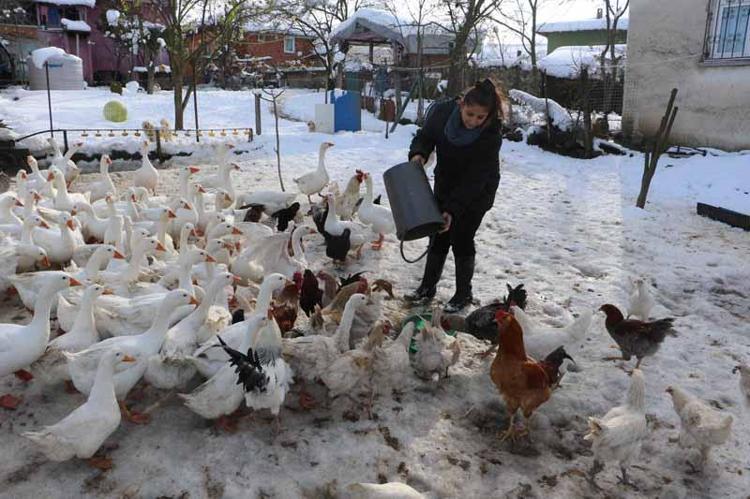 KAZLAR İÇİN ÖZEL ALANLAR VE DOĞAL BESLENME