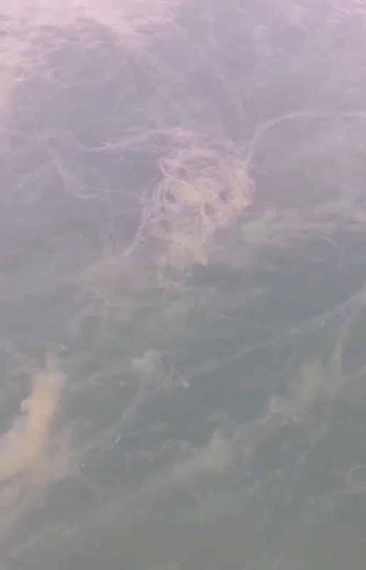 MARMARA DENİZİNE ATIK SALINIMINI DURDURMAMIZ GEREKİYOR