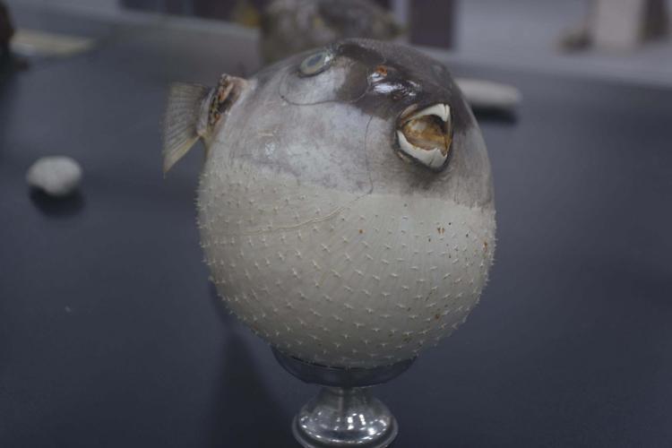 ‘DENİZ SUYU SICAKLIĞININ YÜKSEK OLMASI KİRLİLİĞİN ETKİSİNİ ARTIRIYOR’