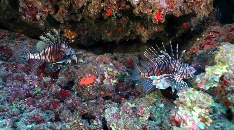 EGZOTİK TÜRLER PEK GİRMİYOR