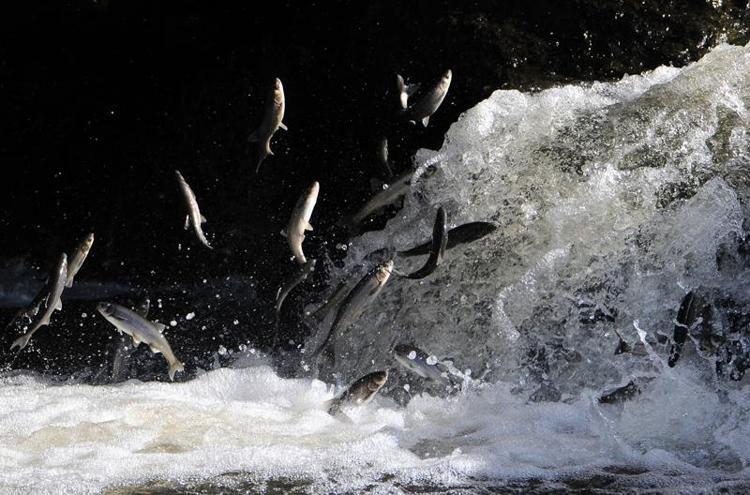 RAĞBET ARTARSA KONSERVELERİN SAYILARI ARTACAK