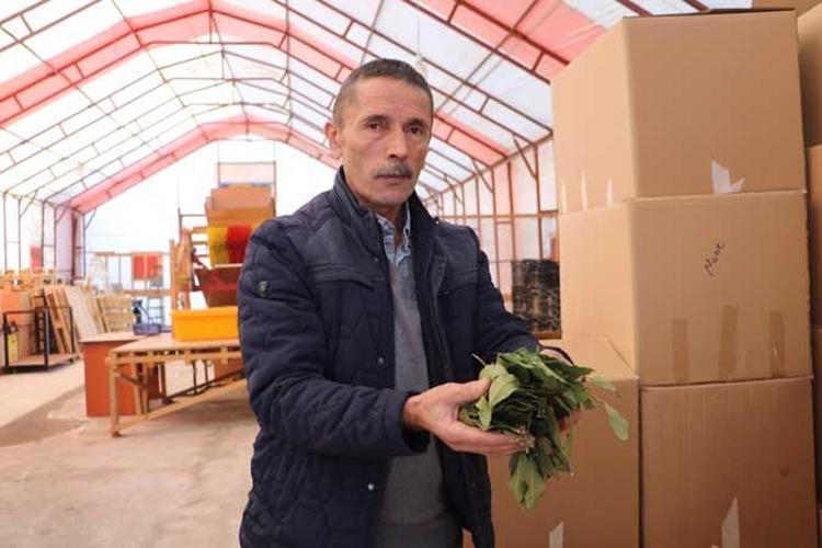 ‘YAŞ DEFNE YAPRAĞI KİLOSU 35 TL’