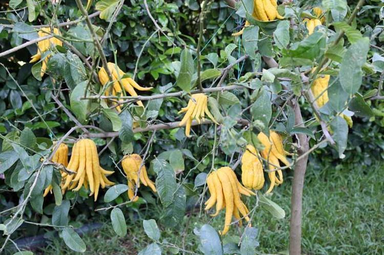 En ilginç narenciye türleri, bu bahçede yetişiyor; Buda'nın eli, havyar limonu