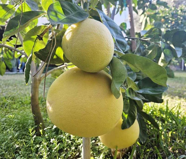 AHTAPOT SAKALA DA BENZETİLİYOR