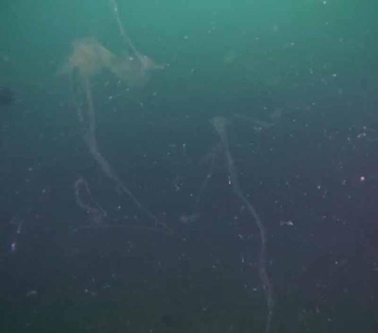 ‘MARMARA DENİZİ’NİN KIYMETİNİ BİLMEMİZ LAZIM’