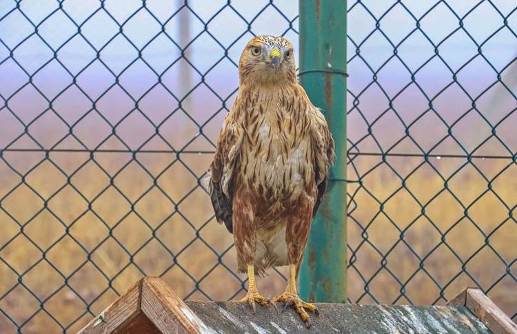 ‘TEDAVİ EDİLEN 304 HAYVAN DOĞAYA SALINDI’