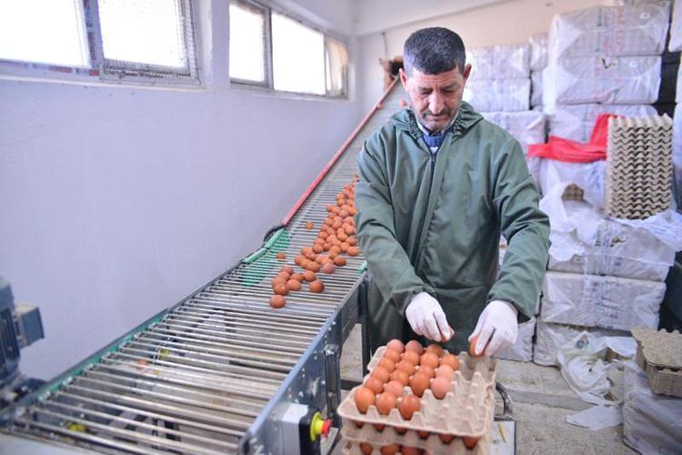 ESKİ SİSTEMDE TAVUĞUN YUMURTLAMA ŞEKLİ DOĞASINDA OLMAYAN ŞEKİLDE