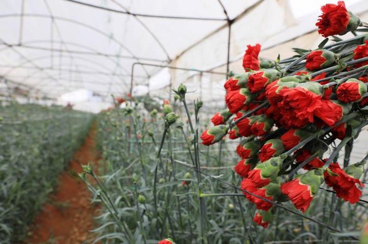 ‘550 MİLYON DAL ÇİÇEK SEVK EDİLDİ, 600 MİLYON OLMASI BEKLENİYOR’