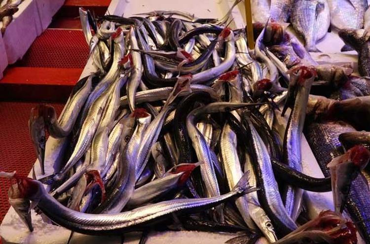 ‘PALAMUT YİNE AĞLARA VURUYOR’