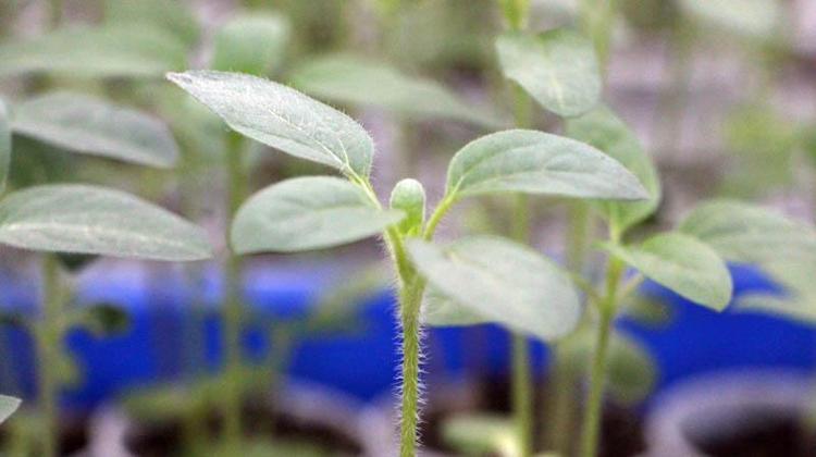 280 KİLOGRAM CİVARINDA BİR VERİM POTANSİYELİ SÖZ KONUSU