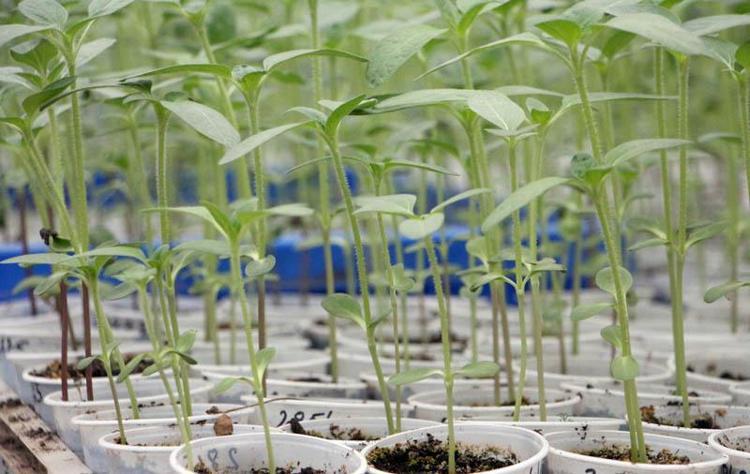 BÜTÜN ÇEŞİTLER, CANAVAR OTUNA KARŞI TOLERANSLI OLMAK ZORUNDA