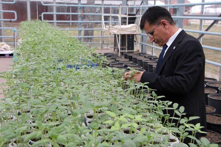 MİLDİYÖYE KARŞI DA YÜKSEK TOLERANSLI