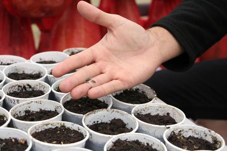 KURAKLIKTAN ÇOK ETKİLENMEDİĞİ GÖRÜLMÜŞTÜR