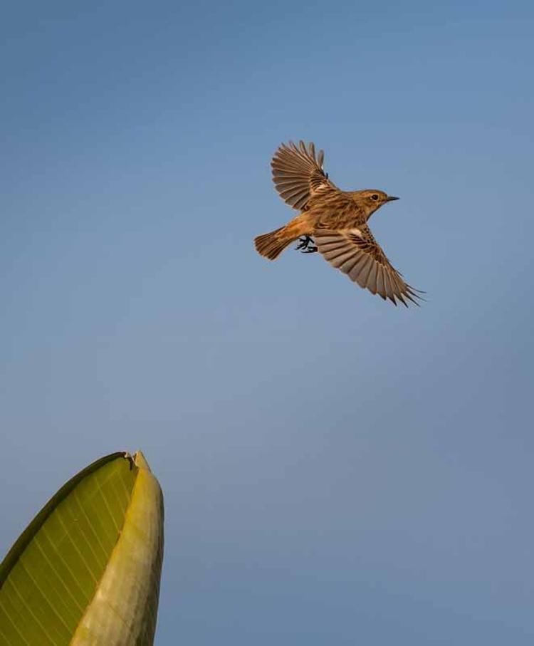 100 GÖZLEMCİNİN 55İ YABANCI