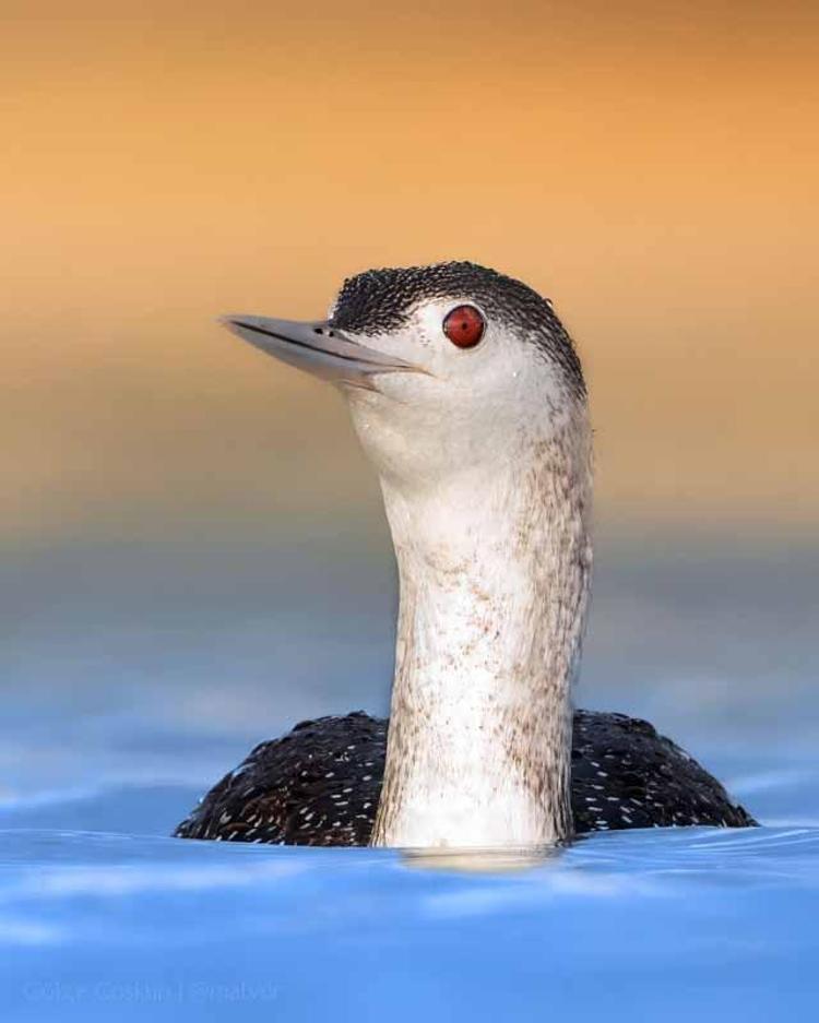 EN ÇOK TÜR MANAVGATTA GÖRÜLDÜ