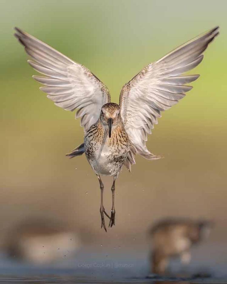 2024ÜN SÜRPRİZİ KULAKLI BATAĞAN