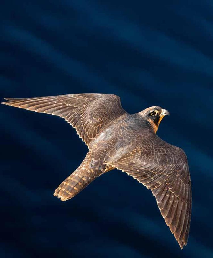 BOĞAÇAYA ÖNEM VERİLMELİ