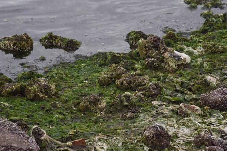 ARTIK YAZ KIŞ GÖRÜLÜYOR