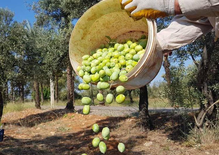 EN ÇOK AĞAÇ OLAN İLLER