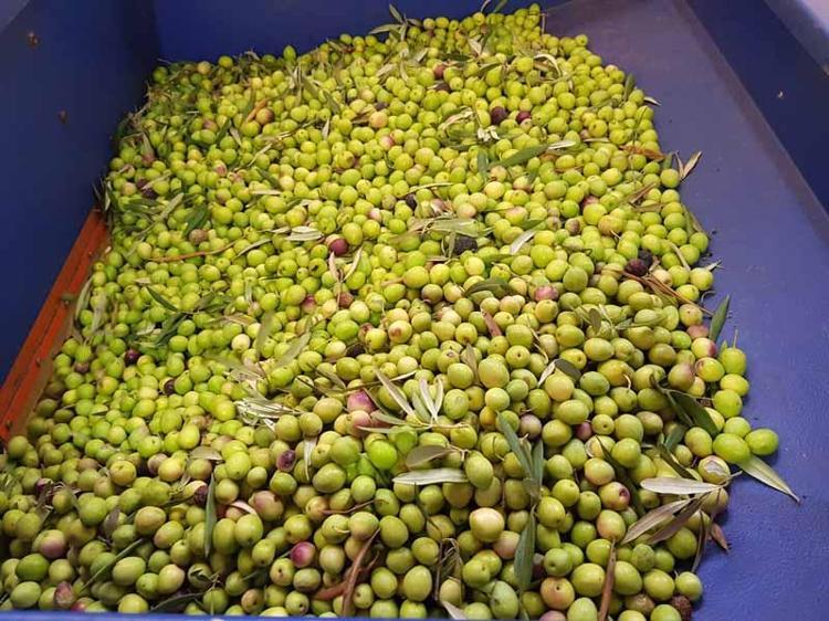 EN ÇOK ZEYTİN HANGİ İLDE