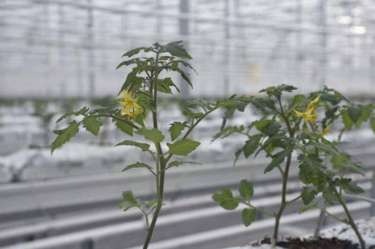 ‘SİVASTA 5 BİN TON CİVARINDA BİR DOMATES ÜRETİMİ YAPILACAK’