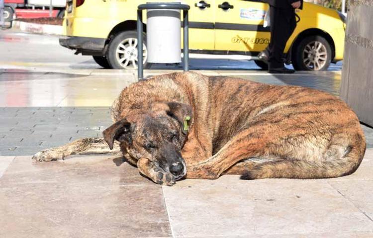 ÖMRÜ UZATIYOR, YAŞAM KALİTESİNİ ARTIRIYOR