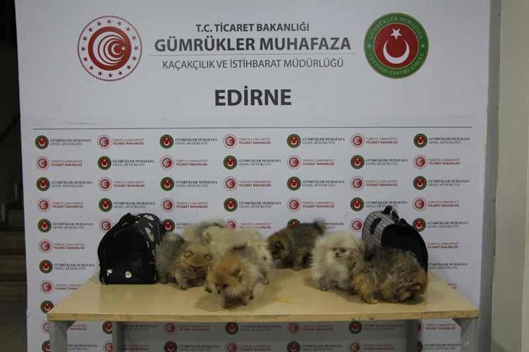 8 CİNS KÖPEK ELE GEÇİRİLDİ
