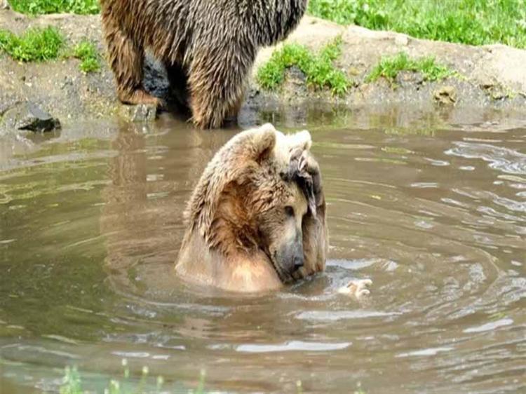 DAĞA ÇIKMIŞ OLABİLECEĞİ DÜŞÜNÜLÜYOR