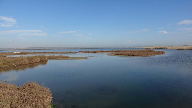 KUŞLARIN SAYILARI AZALIYOR