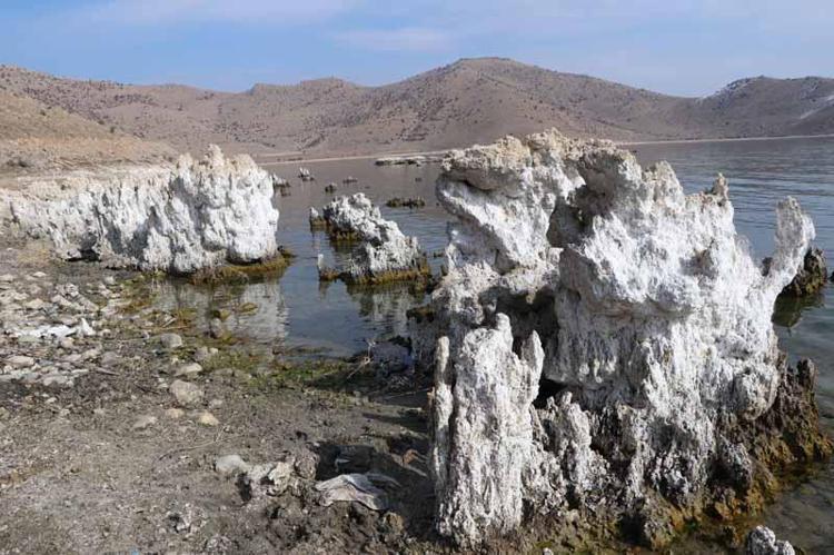 MİİKROBİYALİTLER