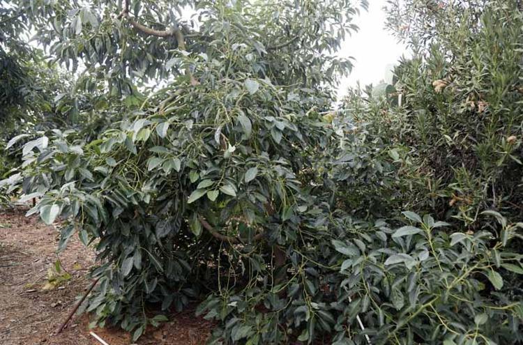 AVOKADONUN FAYDALARI NELER