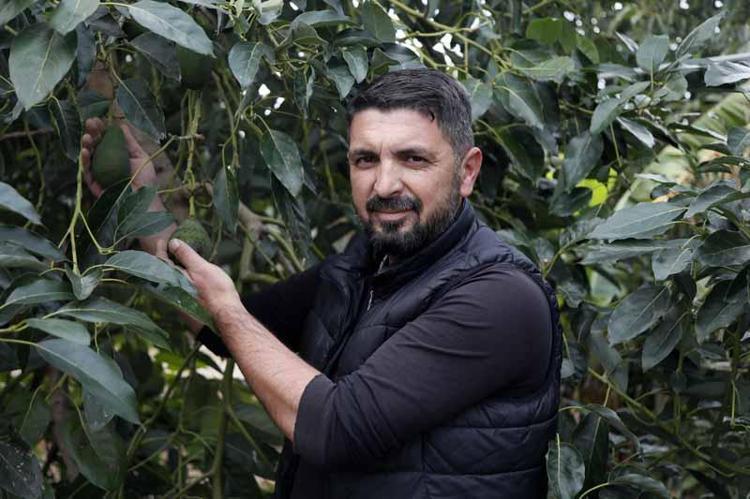 ’17 AĞAÇTAN 5-6 BİN AVOKADO’
