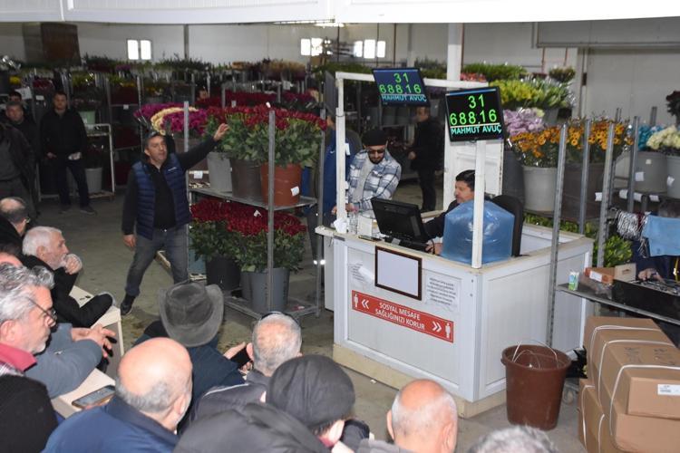 İZMİRDE ÜRETİLEN GÜLÜN YÜZDE 50Sİ SEVGİLİLER GÜNÜ’NDE HASAT EDİLİYOR