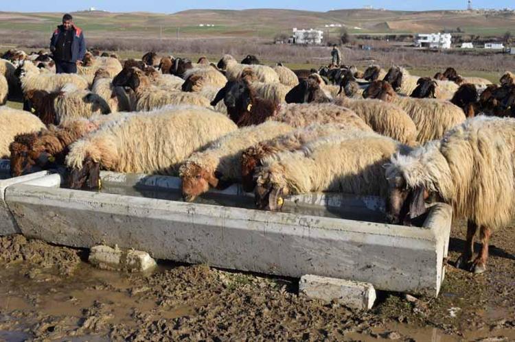 ‘HAYVANLAR MERALARDA DAHA UZUN KALIYOR’