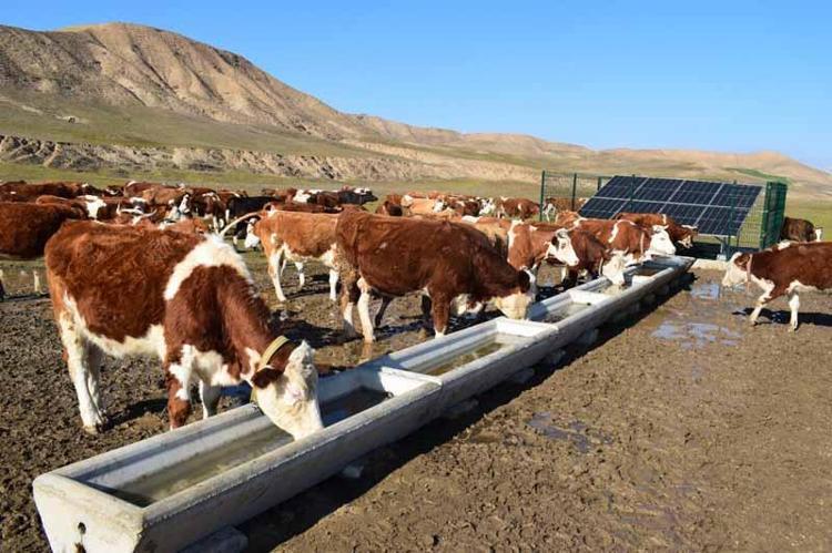 ‘HAYVANLARIMIZ MERADA İSTEDİKLERİ AN SULARINI İÇEBİLİYORLAR’