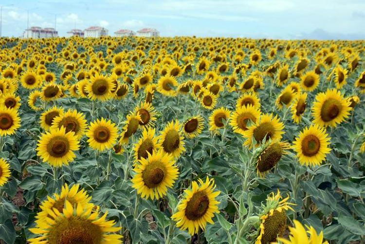 EN İDEAL EKİM METODU BELİRLENECEK