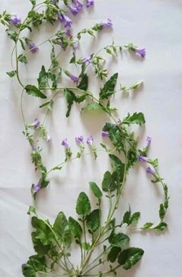 BİTKİ, KORUMA DURUMU KRİTİK TEHLİKE ALTINDA DEĞERLENDİRİLDİ