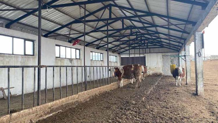 ‘AŞIRI SOĞUKLARA BİLE DAYANABİLİYORLAR’