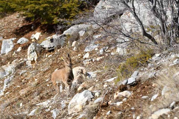 ZARAR VERENE HEM HAPİS HEM PARA CEZASI