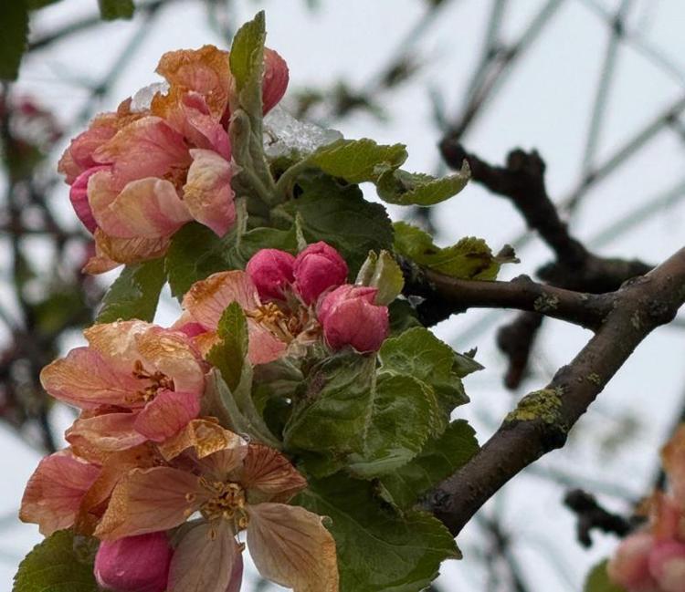 EN ÇOK FINDIK ÜRÜNÜMÜZ ETKİLENDİ