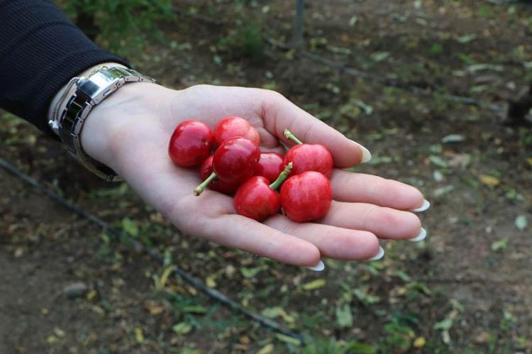 300 DEKARDA KİRAZ ÜRETİCİLİĞİ