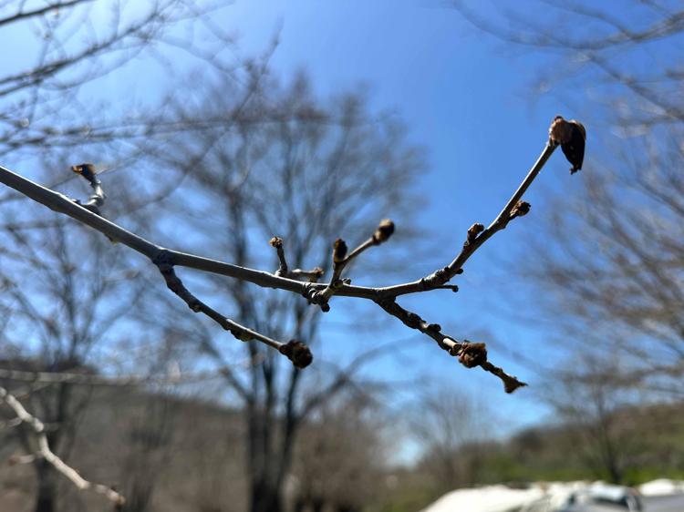 DUT ÜRETİMİNİN YÜZDE 100Ü NE YAZIK Kİ YOK OLDU