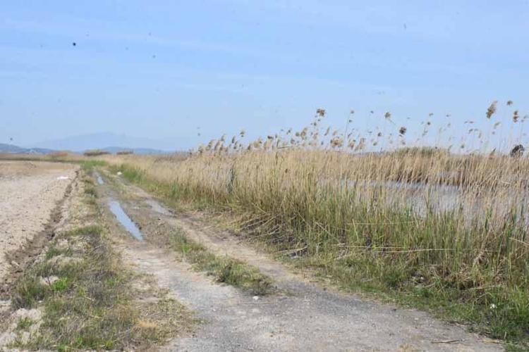 ÖNLEM ALINMAZSA TARIMSAL ÜRETİM BİTER