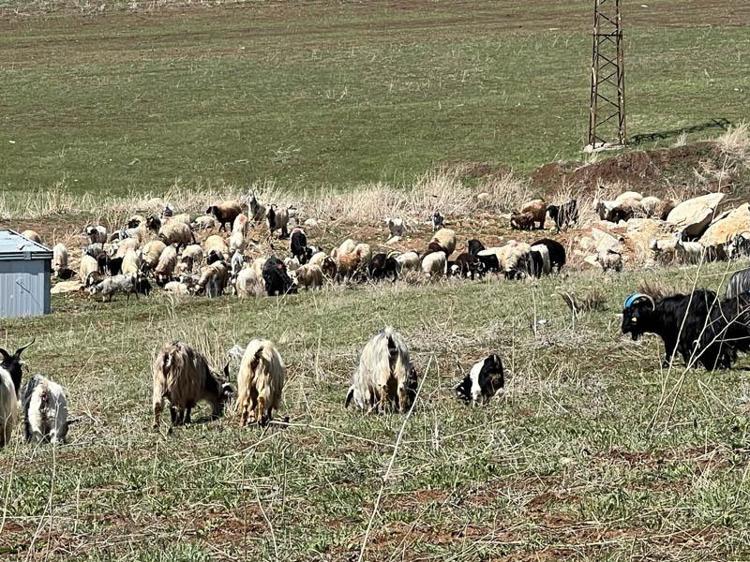 İRANDAN ÇOBAN GETİRECEĞİZ