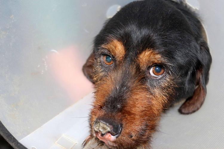 ELİMİZDEN GELENİ YAPACAĞIZ  Köpeklerin tedavilerinin devam ettiğini kaydeden Mert Güçlü, Acil serum ve ağrı kesici antibiyotik tedavilerine başlandı. Aradan geçen birkaç günden sonra her ikisi de operasyona alındı. Operasyonları başarılı şekilde geçti. Bu tedavi aylar sürecek. Onların yeniden koşabilmesi, yeniden mutlu olabilmesi için elimizden geleni yapacağız. Bu eylemi yapan şahıs şu an tutuklu, cezaevinde diye konuştu. (DHA)