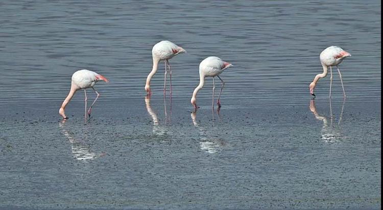 GÖLÜN ÇEVRESİNDE SIĞ ALANLAR OLUŞTU