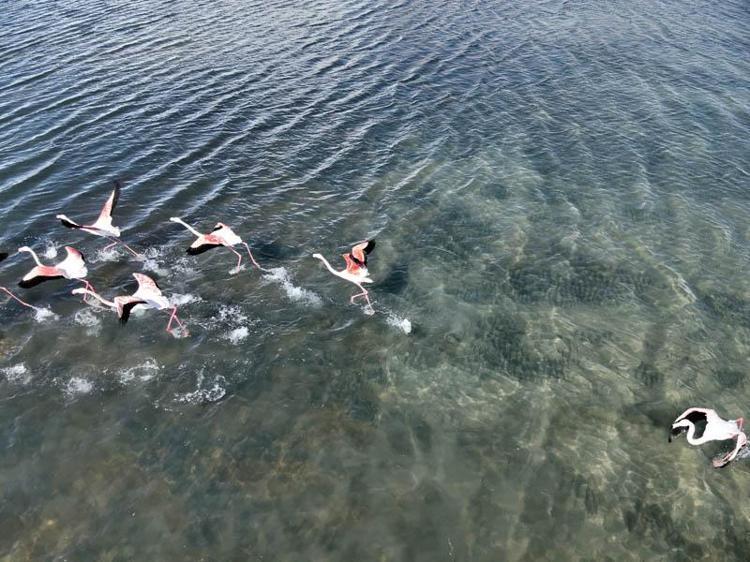 ‘SULAK ALANLARIMIZI KORURSAK DAHA ÇOK FLAMİNGO GELECEK’