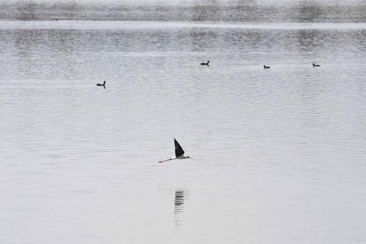 SADECE KARABATAKLAR VAR