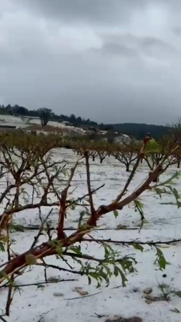 BU YIL MEYVE BEKLEMİYORUZ