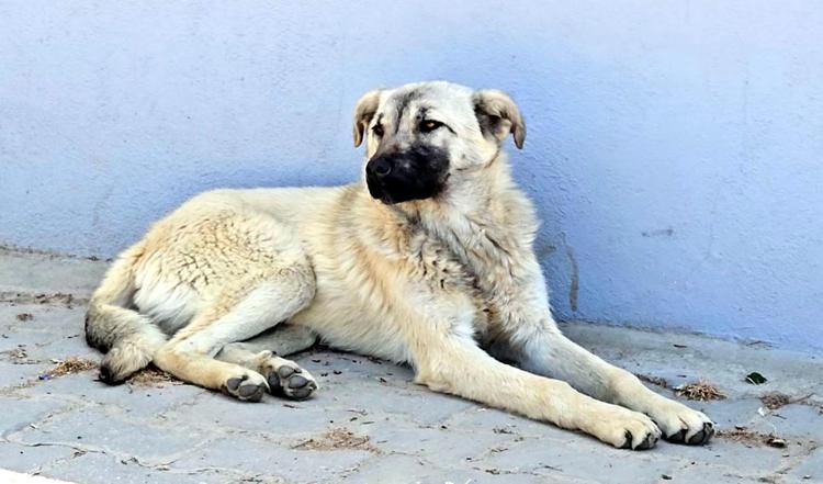 İÇERİDE KÖPEĞİ DÖVÜYORDU